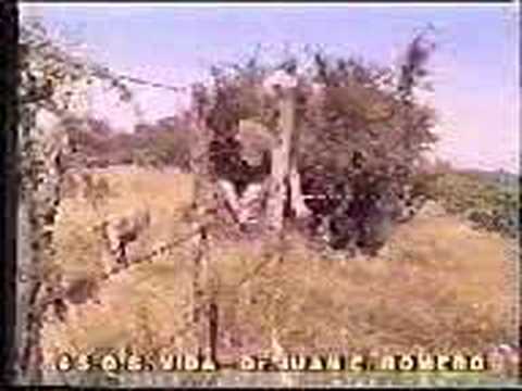 dogo argentino vs puma