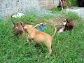 FILHOTES DE PIT BULL BEBES BRINCANDO 7267