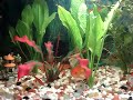 My Fish Tank My Fish Tank