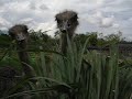hungry-ostriches.html