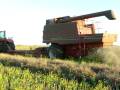 videos de International 1482 series getrokken combine