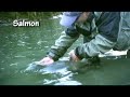 Late season coho salmon
