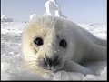 Baby Harp Seal