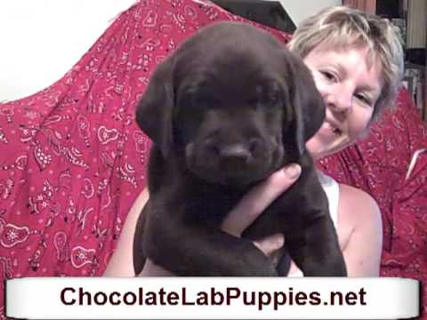 AKC Chocolate Lab Puppy for sale Male – Bear