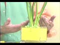 The Frugal Florist and Glorious Gladioli