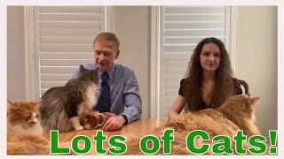 Meet Our Maine Coon Cats! We Introduce Our Cats!