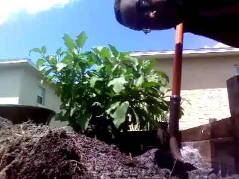 how to transplant eggplant