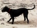 Black Dog Rufus on the Beach