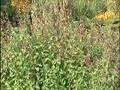 videos de Tropisch Vordenstein  11 - Galtonia Viridens,