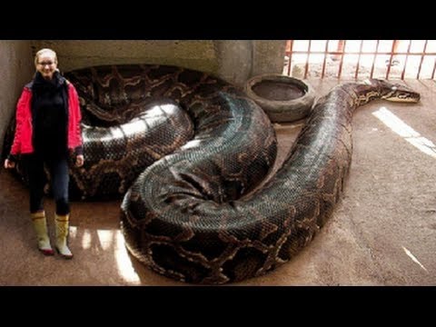YouTube reptile video