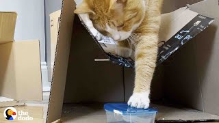 Cat Who Loves Tupperware More Than Anything Gets A Special Delivery | The Dodo Cat Crazy by The Dodo