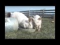 Farm Sanctuary Piglets at Play