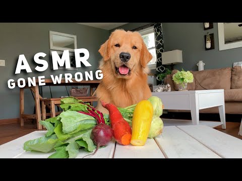 ASMR Taste Test Gone Wrong - Tucker Taste Test 10