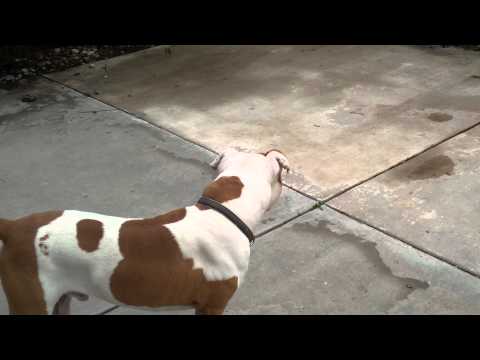 red nose pitbull