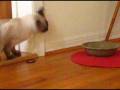 Ari's Sneeze!.mpg