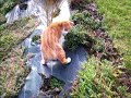 Tirou le chat joue avec une souris Tirou le chat joue avec une souris