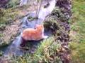 Tirou le chat joue avec une souris