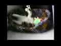 videos de Kitty Pleasure