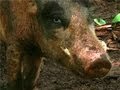 The Real Piggy Bank - Vanuatu
