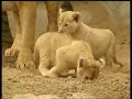 baby lions and their mums baby lions and their mums