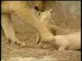 baby lions and their mums