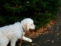 Walking Lacey in the Park Walking Lacey in the Park