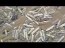 Dead Starfish on Ainsdale Beach