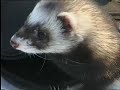 re-lemme-in-ferret-vs-guitaroriginalaudio-repost.html