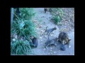 Afternoon Of A Basie-Ite (Cat Style) - Lester Young Quartet