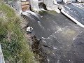 Galway Salmon Galway Salmon