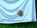 EXTREMELY SHOCKING BIGFOOT ENCOUNTER EXTREMELY SHOCKING BIGFOOT ENCOUNTER