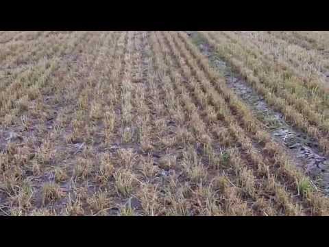 how to harvest cereal rye