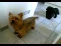 Chance et yuki