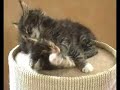 Maine coon kittens (born jan 3 2008)
