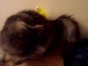 Sylvester and Banana Sylvester and Banana
