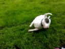 Ado geil (deel 2)