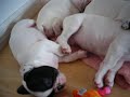snoring puppies