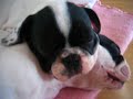 primus-too-many-puppies.html