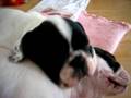 snoring-puppies