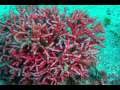 videos de DIVING JUPITER W/ BLUE TANG DIVE CHARTERS,  PROMO '09