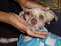 LIBERTA��O ANIMAL