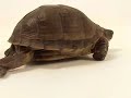 Three Toed Box Turtle Three Toed Box Turtle