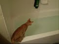 My Kitty falling into a full bathtub My Kitty falling into a full bathtub