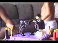 Batman fights the Penguin
