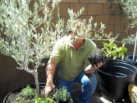 how to grow olive trees