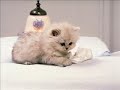 funny cats