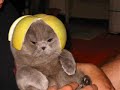 funny cats