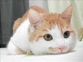 funny cats