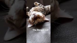 the bengal cat sleeping
