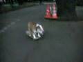 tokyo-skateboarding-bulldog-bazooka